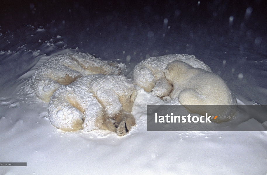 Grupo de oso polar (Ursus maritimus) durmiendo en la nieve, Canadá