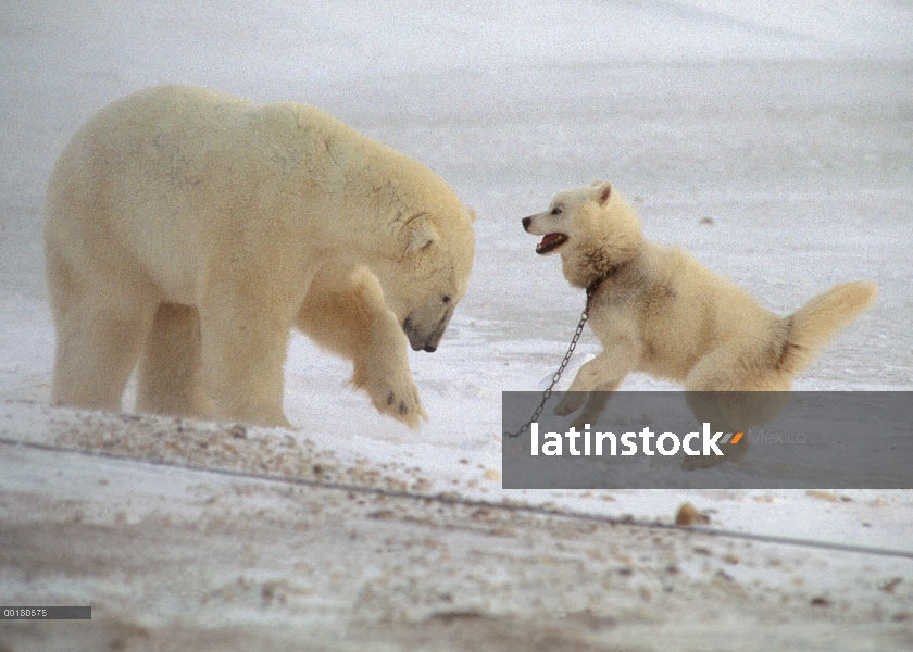 Oso polar (Ursus maritimus) investigando encadenado perro de trineo, Churchill, Manitoba, Canadá