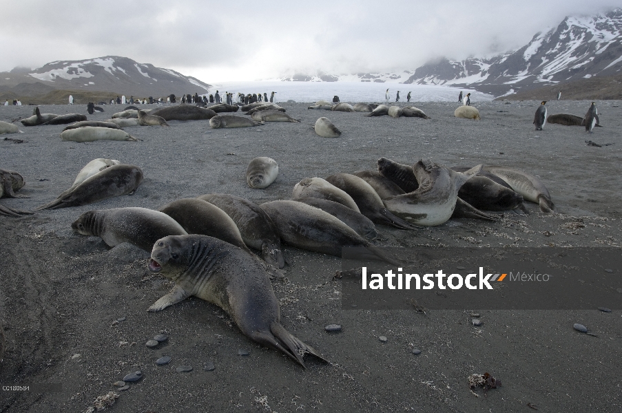 Sur grupo elefante marino (Mirounga leonina) y pingüinos Rey (Aptenodytes patagonicus) en la isla de