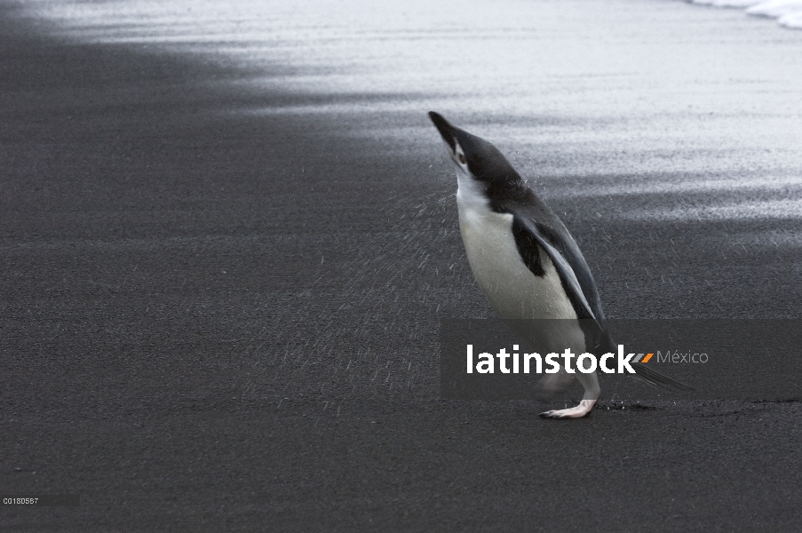 Pingüino de barbijo (Pygoscelis antarcticus) llegando en tierra, sacudiendo el agua, cabeza de Baile