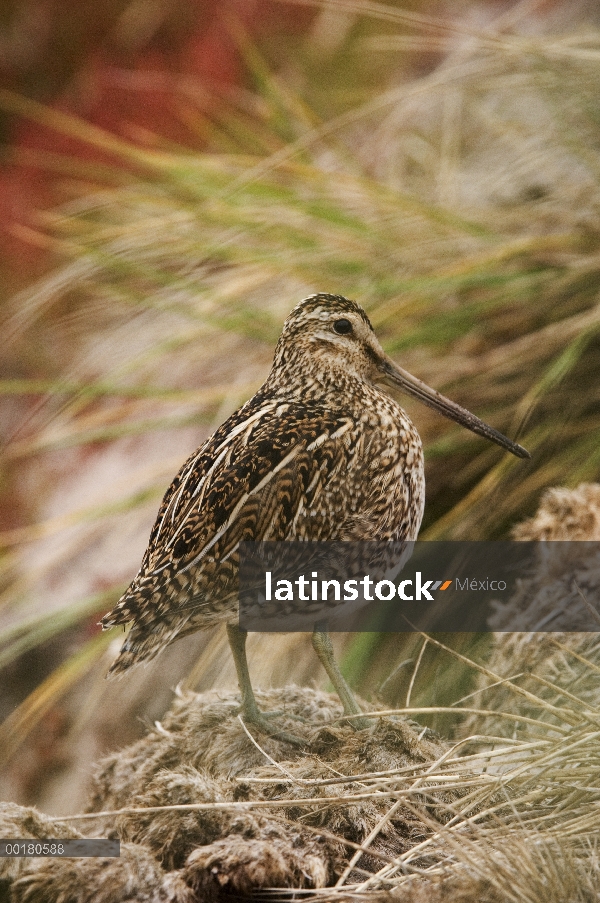 Magallanes Snipe (Gallinago magellanica) retrato, isla de canal, a las Islas Malvinas