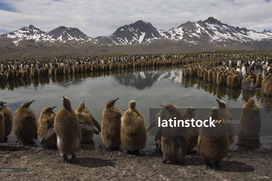 Pingüino rey (Aptenodytes patagonicus) adultos y polluelos de plumón, muda llenan una playa, Bahía d