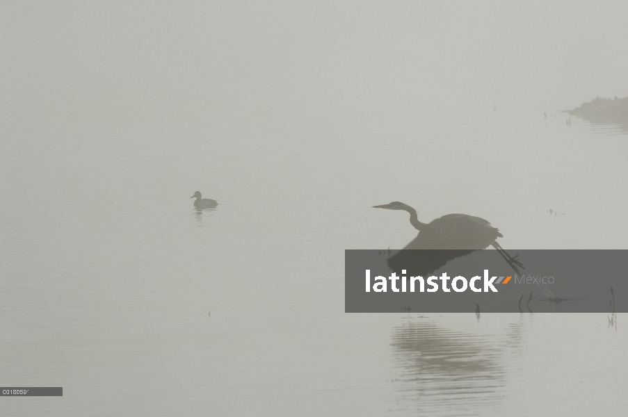 Garza de gran azul (Ardea herodias) despegando en una mañana brumosa, Parque Nacional de Yellowstone