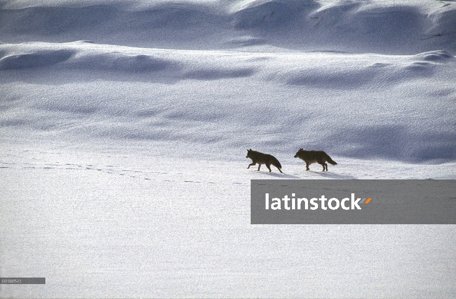 Par de Coyote (Canis latrans) siguiendo un rastro en la nieve, Parque Nacional de Yellowstone, Wyomi