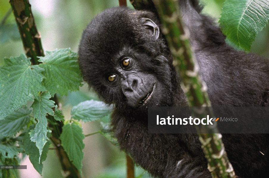 Juvenil de montaña gorila (Gorilla gorilla beringei) explora la selva, peligro de extinción, montaña