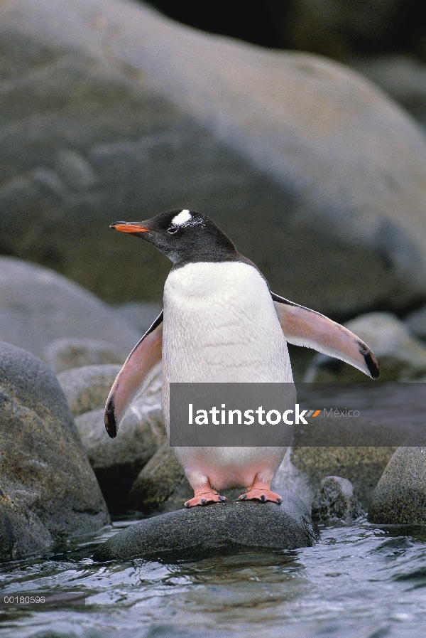 Pingüino de Gentoo (Pygoscelis papua) juvenil se prepara para sumergirse en el agua, Isla Cuverville