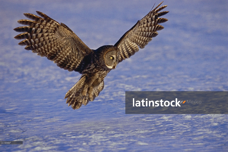 Gris cárabo (Strix nebulosa) swooping abajo de su presa, el norte de Minnesota