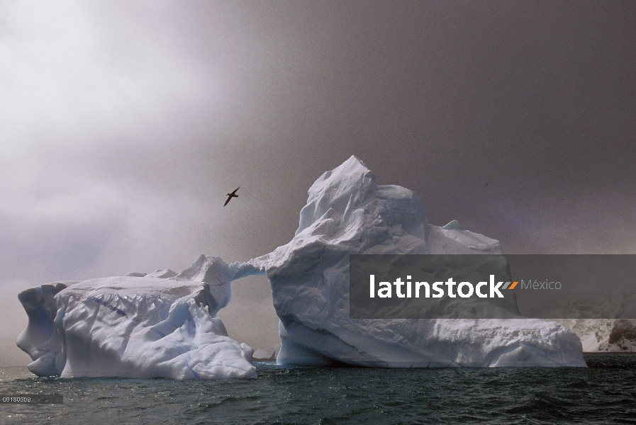 Petrel gigante Antártico (Macronectes giganteus) volando por encima de un iceberg, Península Antárti