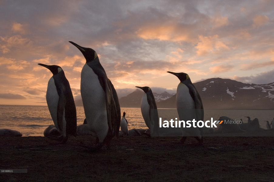 Grupo del pingüino rey (Aptenodytes patagonicus) en la playa de puerto de oro, Isla Georgia del sur