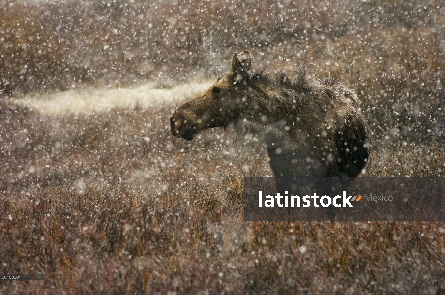 Pie femenino alces (Alces alces shirasi) en una tormenta de nieve, Parque Nacional Grand Teton, Wyom