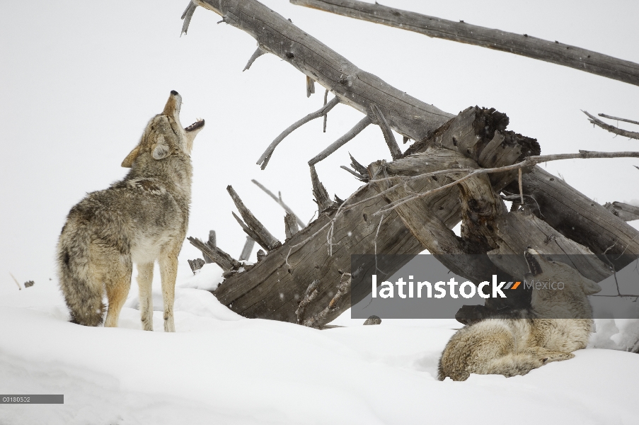 Coyote (Canis latrans) par llamar, Parque Nacional de Yellowstone, Wyoming