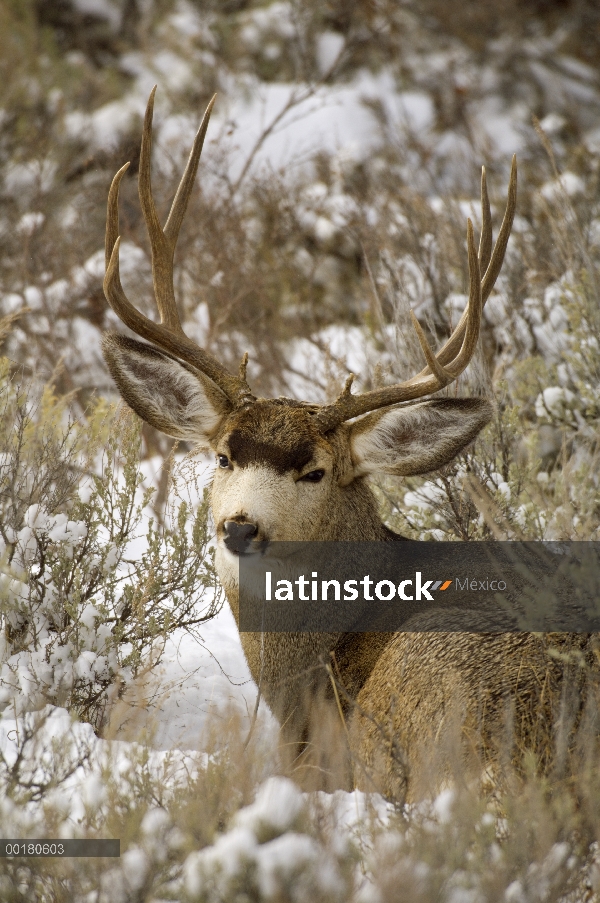 Venado bura (Odocoileus hemionus) buck cama en medio de Artemisa, Parque Nacional Grand Teton, Wyomi