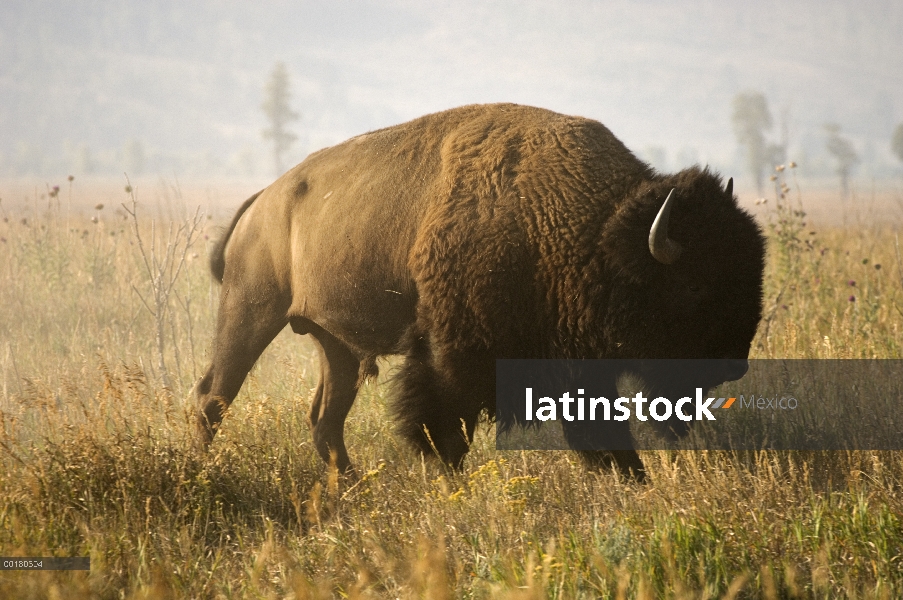 Bisonte americano (bisonte del bisonte) Toro de pie en un prado, Parque Nacional Grand Teton, Wyomin