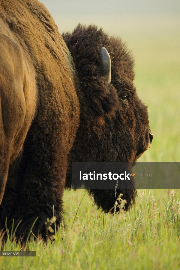 Toro de bisonte americano (bisonte del bisonte) en el Prado, Parque Nacional Grand Teton, Wyoming