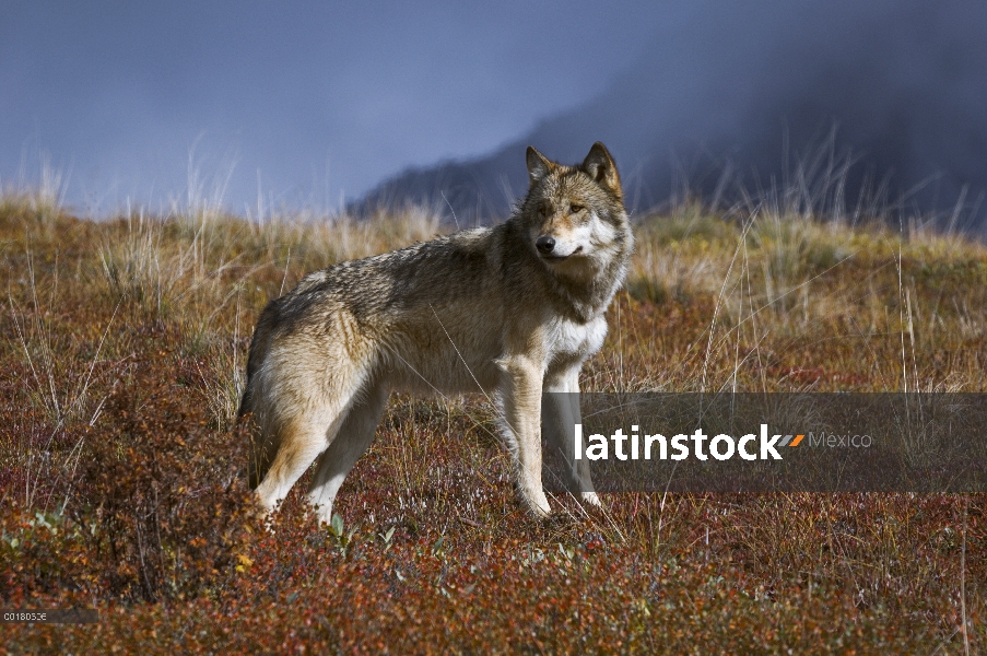 Lobo gris (Canis lupus) examina la tundra, Parque Nacional de Denali, Alaska