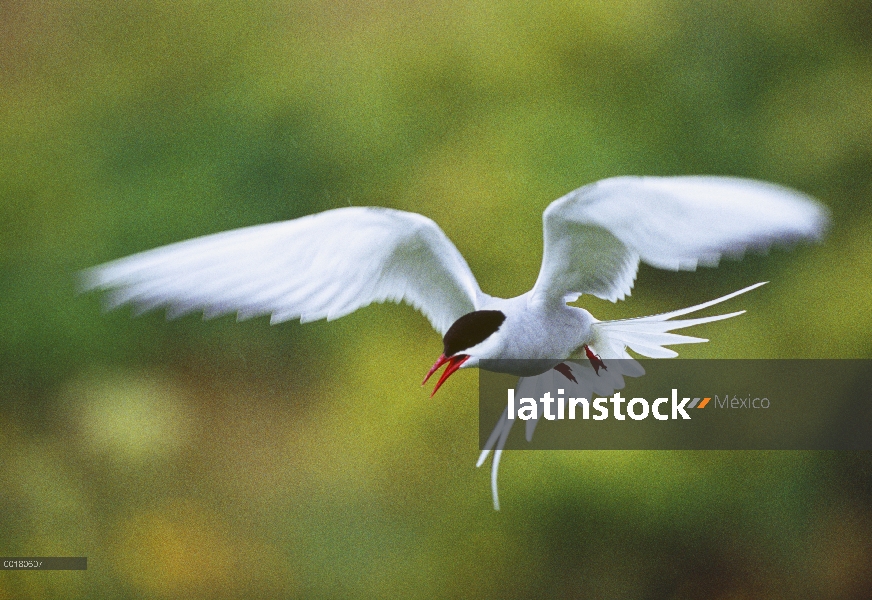 Charrán ártico (Sterna paradisaea) volando, Islandia