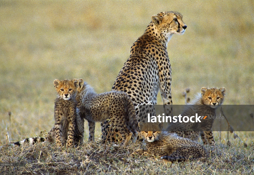 Guepardo (Acinonyx jubatus) madre y cachorros descansando sobre la especie llana, vulnerable, Aitong