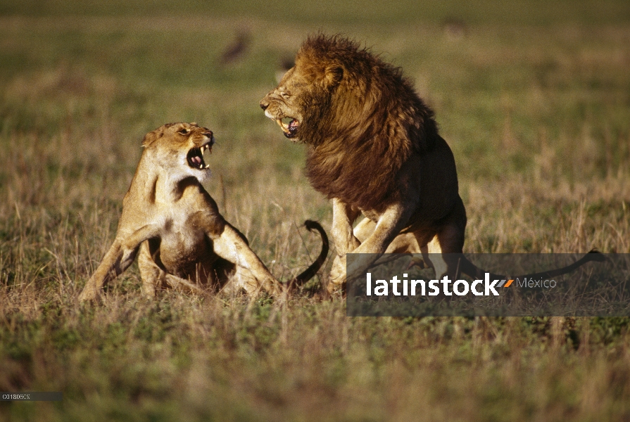 Par de León africano (Panthera leo) luchando durante el apareamiento, África