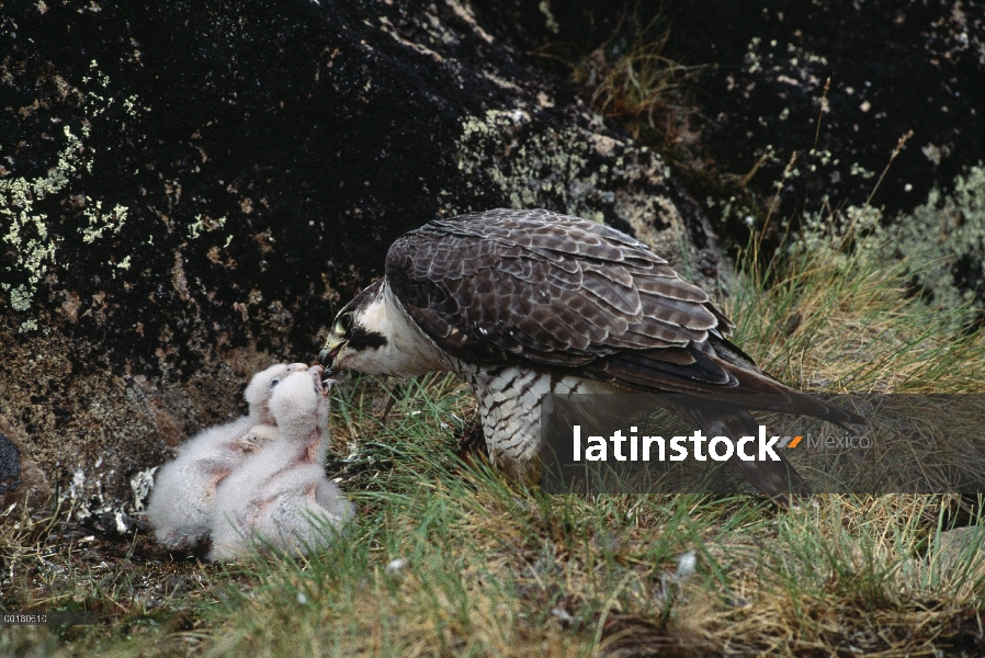 Halcón peregrino (Falco peregrinus) padres alimentación tres polluelos en el nido, territorio Nunavu