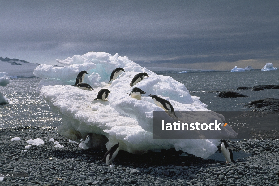 Pingüino de Adelia (Pygoscelis adeliae) y pingüinos de Papúa (Pygoscelis papua) jugando en un iceber