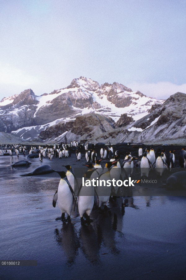 Grupo del pingüino rey (Aptenodytes patagonicus) en la playa, Isla Georgia del sur