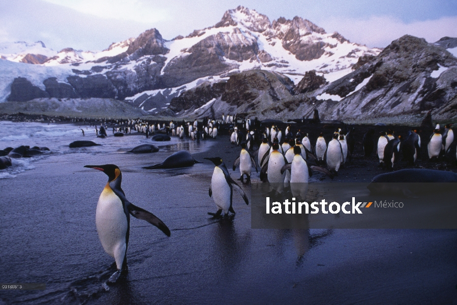 Grupo del pingüino rey (Aptenodytes patagonicus) caminando por la playa, Isla Georgia del sur