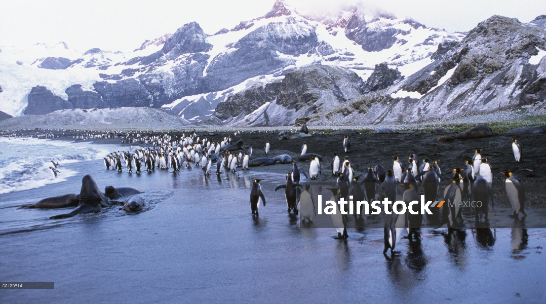 Sur grupo elefante marino (Mirounga leonina) y pingüinos Rey (Aptenodytes patagonicus) en la playa, 