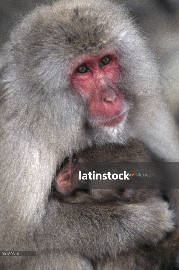 Familia de macaco japonés (Macaca fuscata), Nagano, Japón