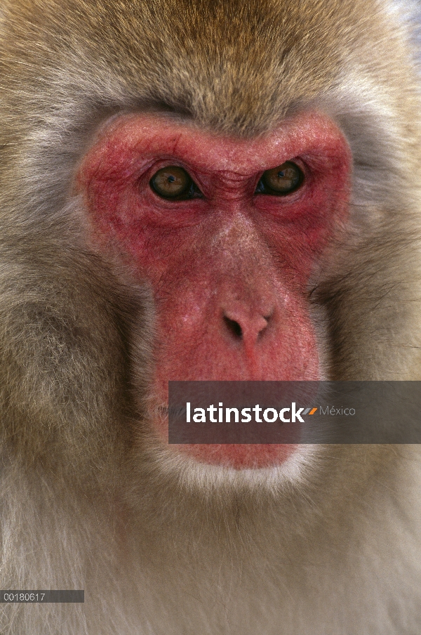 Macaco japonés (Macaca fuscata) cerca retrato, Nagano, Japón