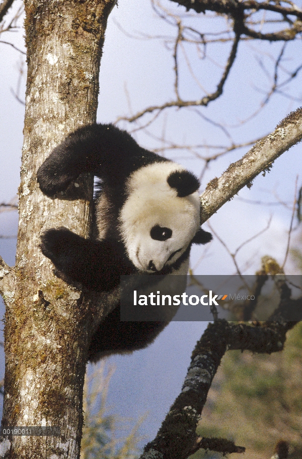 Panda gigante (Ailuropoda melanoleuca) en árbol, Valle Wolong, Himalaya, China