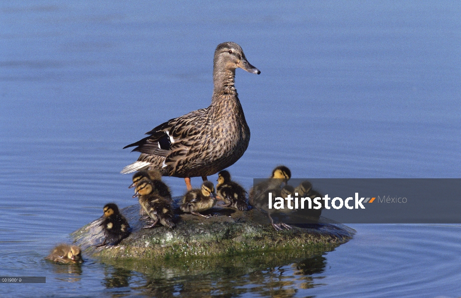 Pato Mallard (Anas platyrhynchos), con los pollitos en pie sobre una roca en el centro de un lago, A