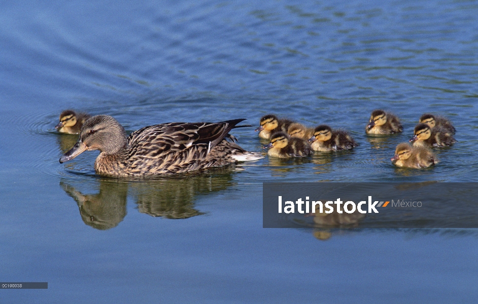 Pato Mallard (Anas platyrhynchos), con los diez pollitos nadando en el lago, Alemania