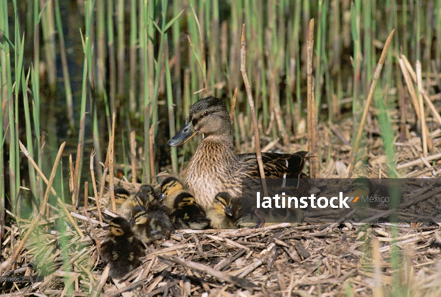 Pato Mallard (Anas platyrhynchos), padres en el nido con polluelos, Alemania