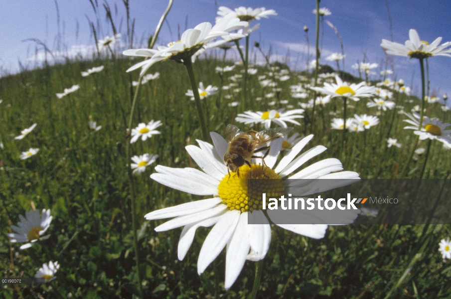 Hoverfly recogiendo néctar en un campo de Marguerites (Leucanthemum vulgare), Alemania