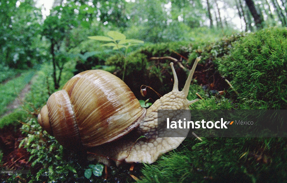 De labios marrón musgo de cruce de caracol (Cepaea nemoralis) en piso de bosque caducifolio, Alemani