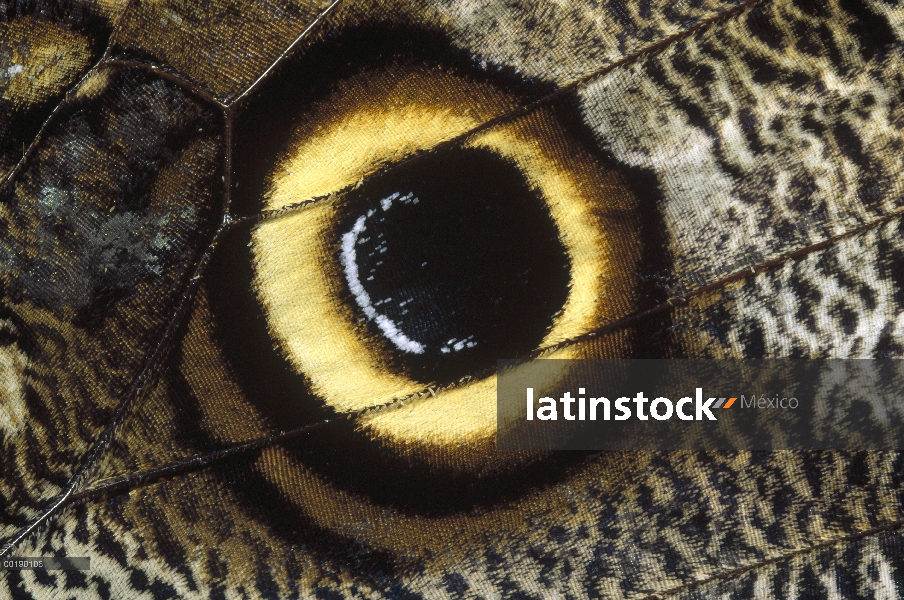 Alas de mariposa gigante del bosque-Búho (Caligo eurilochus) mostrando la marca de ojo, Alemania