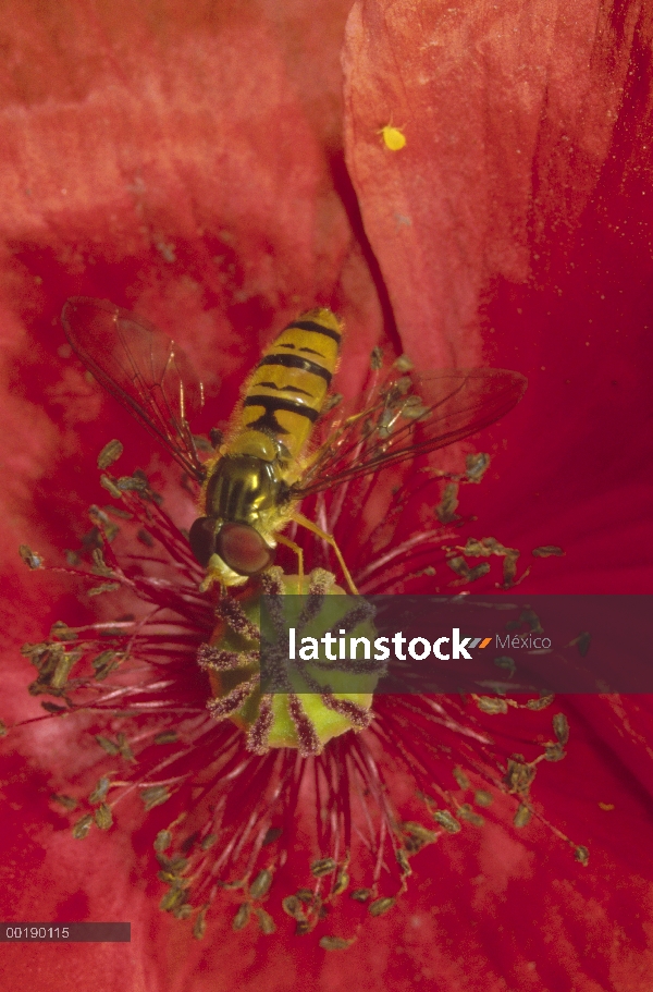 Mermelada Hover Fly (Episyrphus balteatus) recolectando polen de Amapola roja, Alemania