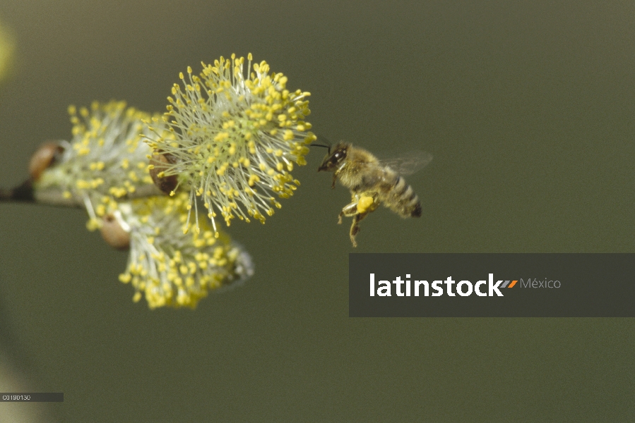 Miel (Apis mellifera) que recoge el polen de flor de sauce, nota cestas de polen completo, Alemania