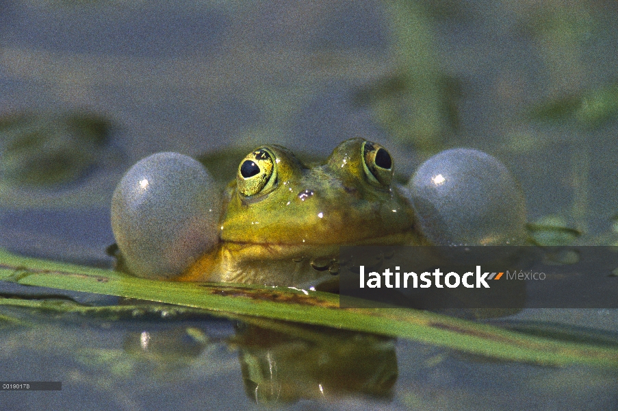 Rana comestible (Rana esculenta) croar en estanque, Alemania