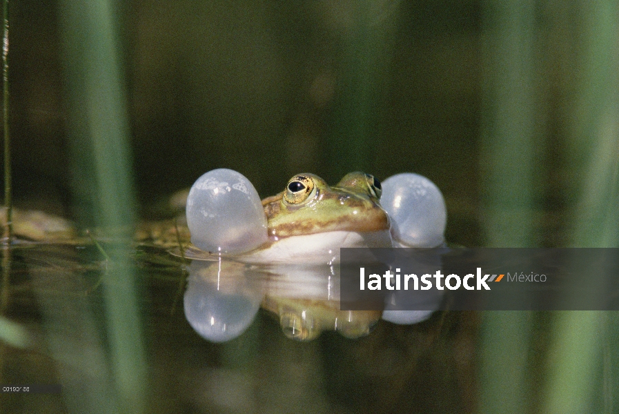 Rana comestible (Rana esculenta) croar, Alemania