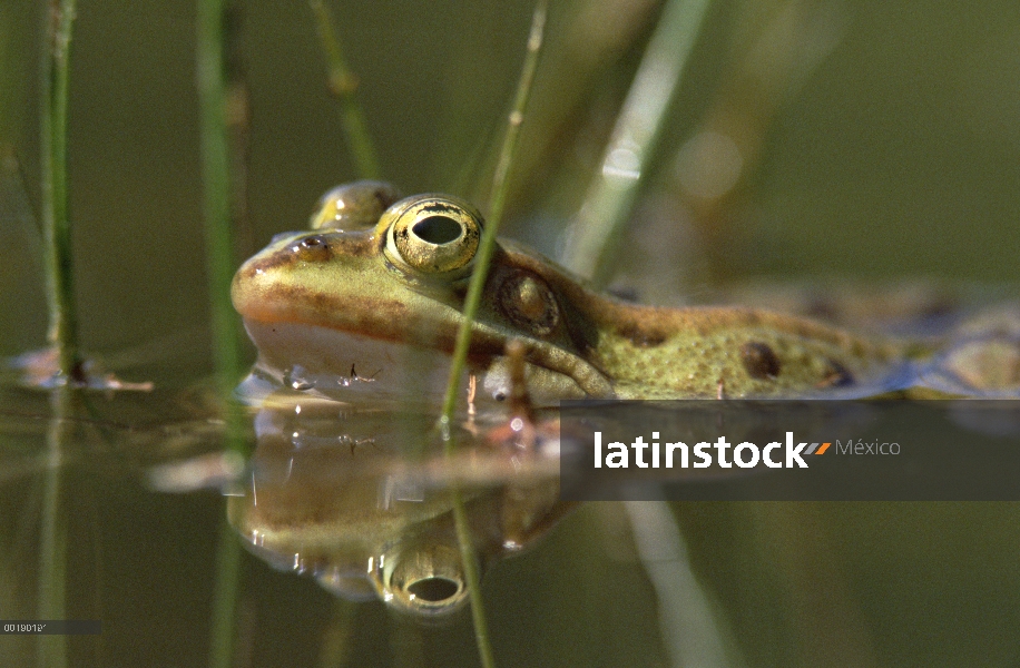 Rana comestible (Rana esculenta) en estanque, Alemania