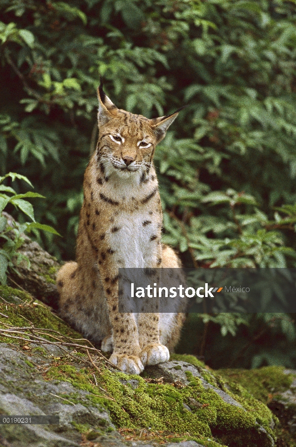 Lince eurasiático (lince del lince), Europa