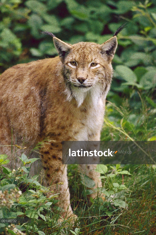 Lince eurasiático (lince del lince), Europa