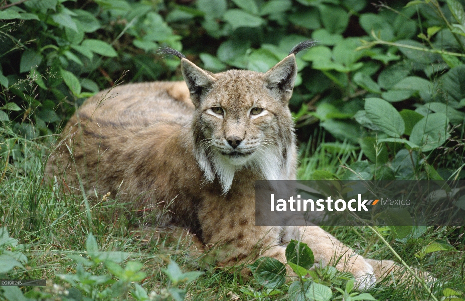 Adulto de lince eurasiático (lince del lince) recostado en el suelo del bosque, Europa