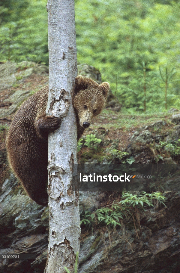 Oso pardo (Ursus arctos), escalada de árboles, Europa