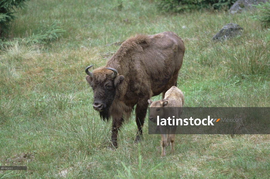 Madre de bisonte europeo (Bison bonasus) y becerro, Alemania