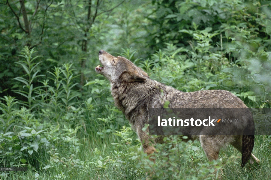 Lobo Europeo (Canis lupus), aullidos, Alemania