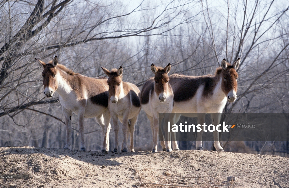 Grupo de asno salvaje tibetano (Equus hemionus kiang), China