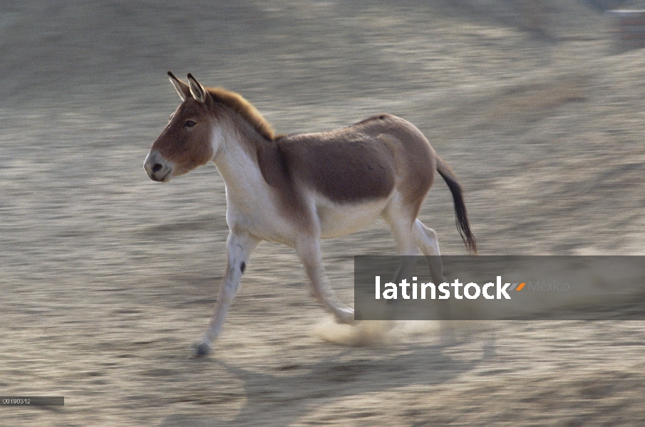 Asno salvaje tibetano (Equus hemionus kiang) funcionando, China