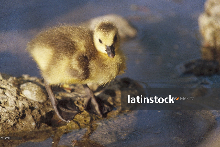 Barnacla Canadiense (Branta canadensis) chick en orilla, Alemania